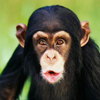 Навіщо шимпанзе кидають камінням в дерева, наука і життя