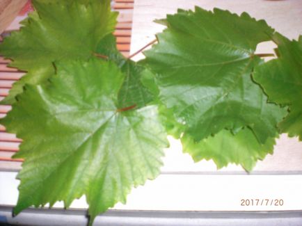 Заготівля виноградного листя на зиму для долми - прості рецепти