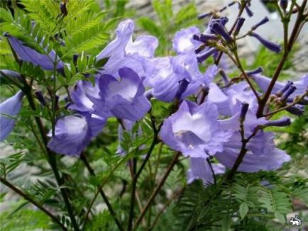 Jacaranda îngrijire, cultivare, udare, plantare acasă