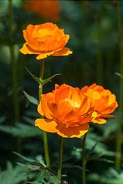 Пържене (Trollius asiaticus)