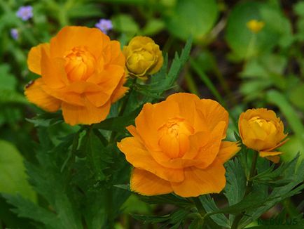 Пържене (Trollius asiaticus)