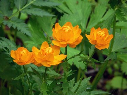 Пържене (Trollius asiaticus)