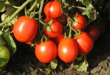 Жовто-червоні помідори томат півень, відгуки та фото, полуниця чому в зиму, смородина і дуся,