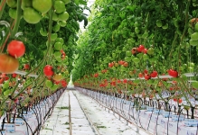 Galben-rosii rosii rosii cocos, recenzii și fotografii, căpșuni de ce în timpul iernii, coacăze și rațe,