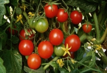 Жовто-червоні помідори томат півень, відгуки та фото, полуниця чому в зиму, смородина і дуся,