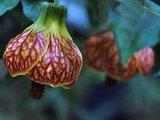 Perfoliate lonc - egy leírást osztályok, fotó ültetése és gondozása lonc Perfoliate, szaporodás és