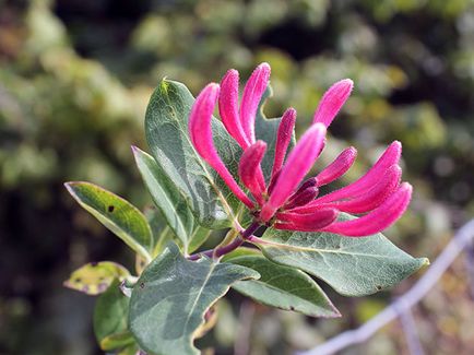 Perfoliate lonc - egy leírást osztályok, fotó ültetése és gondozása lonc Perfoliate, szaporodás és