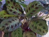 Perfoliate lonc - egy leírást osztályok, fotó ültetése és gondozása lonc Perfoliate, szaporodás és