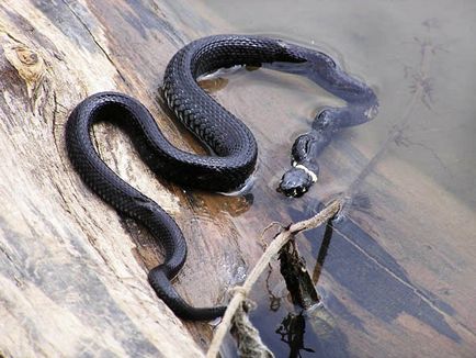 Șerpi, abstract al lecției despre familiarizarea cu natura