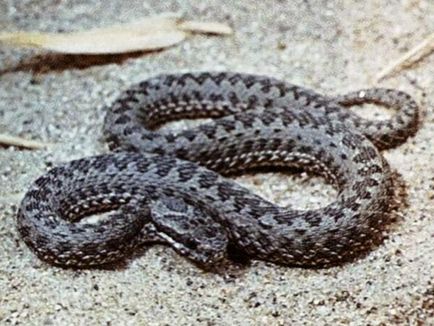 Змії, конспект заняття по ознайомленню з природою