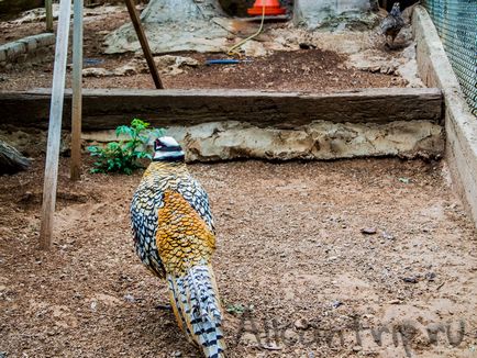 Gradina zoologica din Antalya