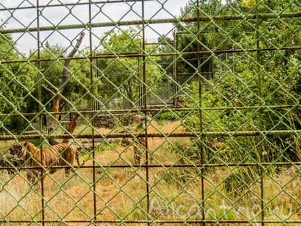 Gradina zoologica din Antalya