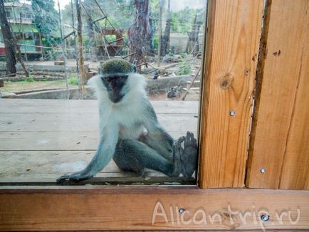 Gradina zoologica din Antalya