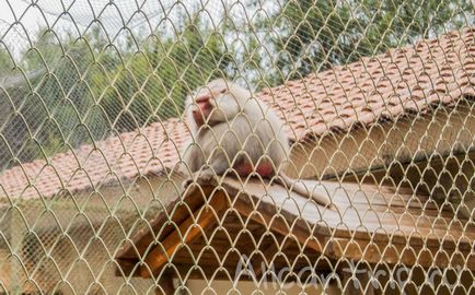 Gradina zoologica din Antalya