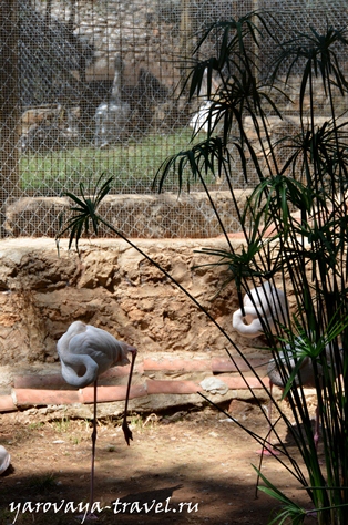Зоопарк в Анталії - найкраще місце для відпочинку в Анталії, подорожі з Іриною ярої