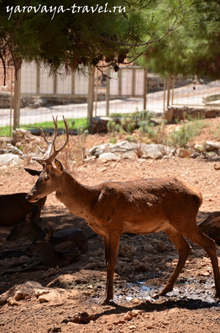 Állatkert Antalya - a legjobb hely egy nyaralás Antalya, utazó Irina Spring