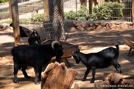 Gradina zoologica din Antalya - cel mai bun loc pentru a va relaxa in Antalya, calatoriti cu primavara Irina