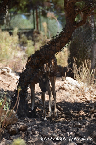 Gradina zoologica din Antalya - cel mai bun loc pentru a vă relaxa în Antalya, călătoriți cu izvorul Irinei