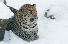 Зоопарк в Талліні адреса, як доїхати, фото, офіційний сайт талліннського зоопарку