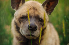 Zoo Tallinnban, cím, megközelítés, fotók, hivatalos honlapján a tallinni állatkert (Zoo) Zoo Tallinnban, cím, megközelítés, fotók, hivatalos honlapján a tallinni állatkert