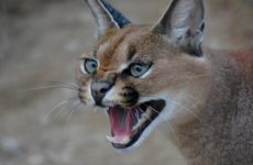 Zoo Tallinnban, cím, megközelítés, fotók, hivatalos honlapján a tallinni állatkert (Zoo) Zoo Tallinnban, cím, megközelítés, fotók, hivatalos honlapján a tallinni állatkert