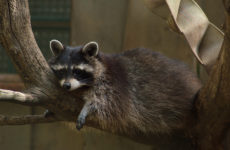 Zoo Tallinnban, cím, megközelítés, fotók, hivatalos honlapján a Tallinn Zoo (Tallinn) Zoo Tallinnban, cím, megközelítés, fotók, hivatalos honlapján a tallinni állatkert