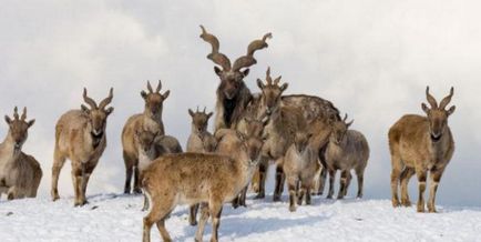 Gradina zoologica din Tallinn descriere, istorie, animale si comentarii turistilor