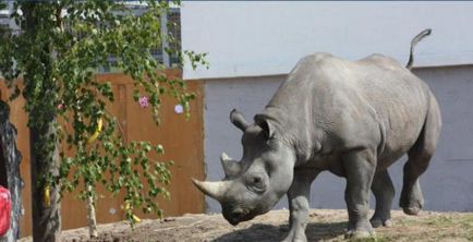 Зоопарк в Талліні опис, історія, тварини та відгуки туристів