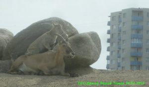 Gradina zoologica din Tallinn - pretul pentru cum sa ajungi acolo