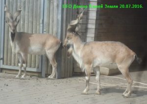 Gradina zoologica din Tallinn - pretul pentru cum sa ajungi acolo