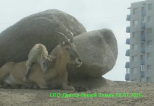 Zoo Tallinn - az ár, hogyan lehet (get) Zoo Tallinn - Hogyan lehet az ára