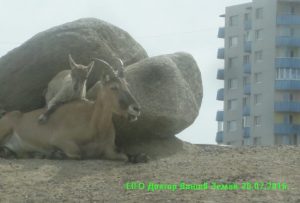 Gradina zoologica din Tallinn - pretul pentru cum sa ajungi acolo