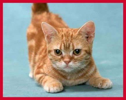 20 Самих милих порід кішок