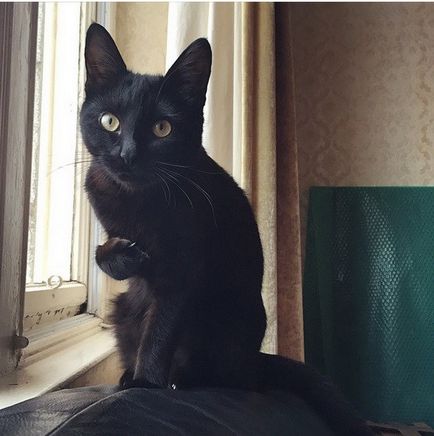 28 motive pentru a iubi pisicile negre (26 fotografii 3 hyphae)
