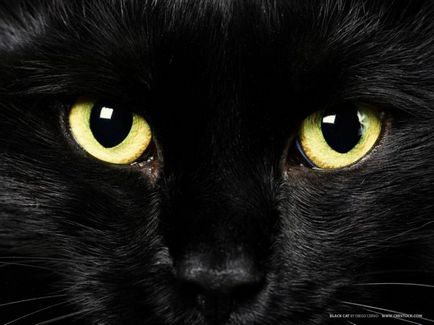 28 motive pentru a iubi pisicile negre (26 fotografii 3 hyphae)