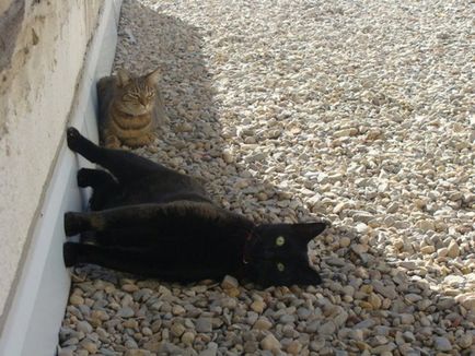 28 Причин любити чорних котів (26 фото 3 гіф)