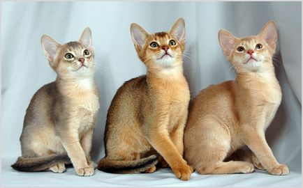 Абиссинская кішка фото і відео, ціна, забарвлення, характер і опис породи