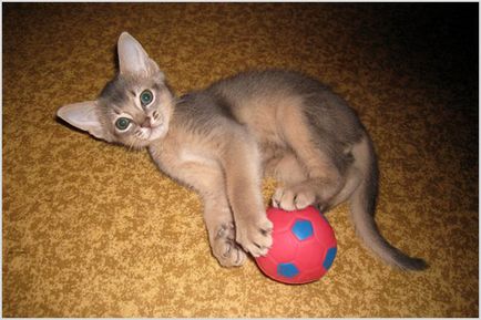 Абиссинская кішка фото і відео, ціна, забарвлення, характер і опис породи