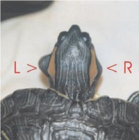 Abcese, otită (inflamație a urechii) - toate despre țestoase și țestoase
