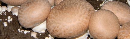Абв-агро - комплексне виробництво грибів та устаткування для грибівництва під ключ