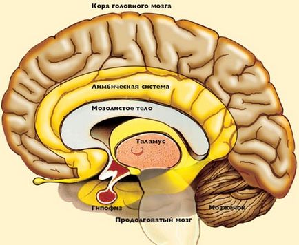 Агенезія мозолистого тіла