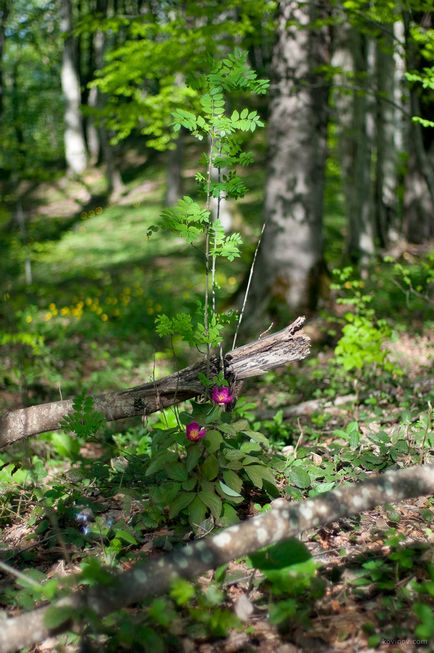 Agur Cascade