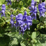 Aconite - plantare și îngrijire, fotografie, plantarea unei grădini