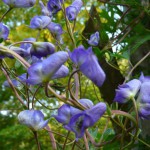 Aconite - plantare și îngrijire, fotografie, plantarea unei grădini