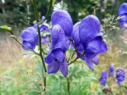 Aconite - plantare și îngrijire, fotografie, plantarea unei grădini