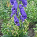 Aconite - plantare și îngrijire, fotografie, plantarea unei grădini