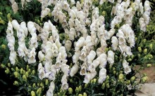 Aconite - plantarea și îngrijirea pe teren deschis, recenzii, descrierea speciilor, fotografii și reguli de reproducere