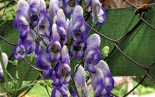 Aconite - plantarea și îngrijirea pe teren deschis, recenzii, descrierea speciilor, fotografii și reguli de reproducere