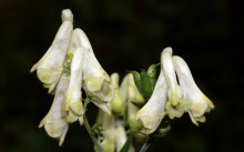 Aconite - plantarea și îngrijirea pe teren deschis, recenzii, descrierea speciilor, fotografii și reguli de reproducere