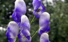 Aconite - plantarea și îngrijirea pe teren deschis, recenzii, descrierea speciilor, fotografii și reguli de reproducere